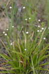 Narrow pipewort